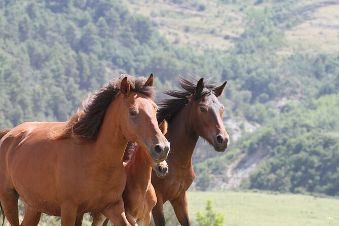 2-Hours Guided Drino's Valley Ride - Starting at 9:00 a.m. Near the Equestrian Center