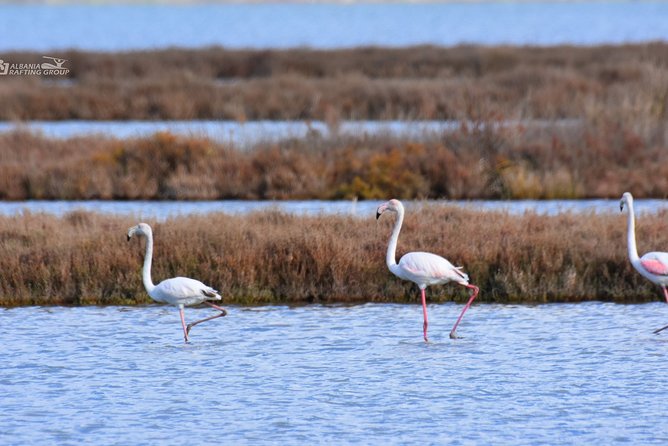 Albania Birdwatching, Kayaking, Bicycle National Park Divjaka Karavasta(ARG) - Why Divjaka-Karavasta is worth your time