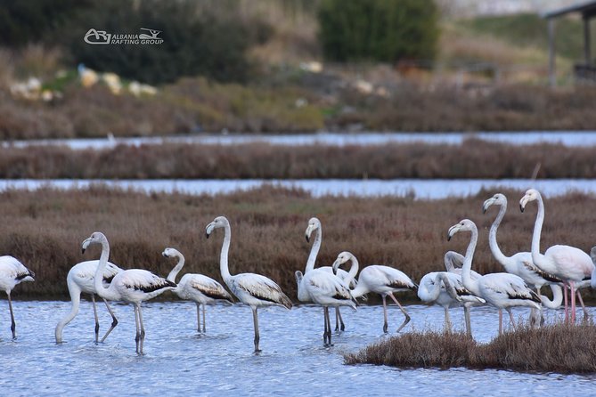 Albania Birdwatching, Kayaking, Bicycle National Park Divjaka Karavasta(ARG) - A fish lunch beside the lagoon