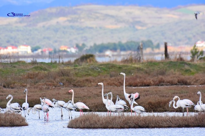 Albania Birdwatching, Kayaking, Bicycle National Park Divjaka Karavasta(ARG) - Optional cycling in the southern lagoon