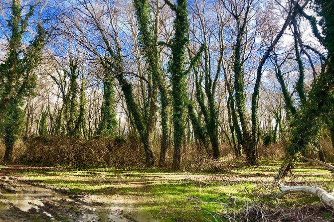Albania Birdwatching, Kayaking, Bicycle National Park Divjaka Karavasta(ARG) - Optional SUV safari for a broader view