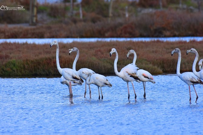 Albania Birdwatching, Kayaking, Bicycle National Park Divjaka Karavasta(ARG) - Is the $62.66 price good value?