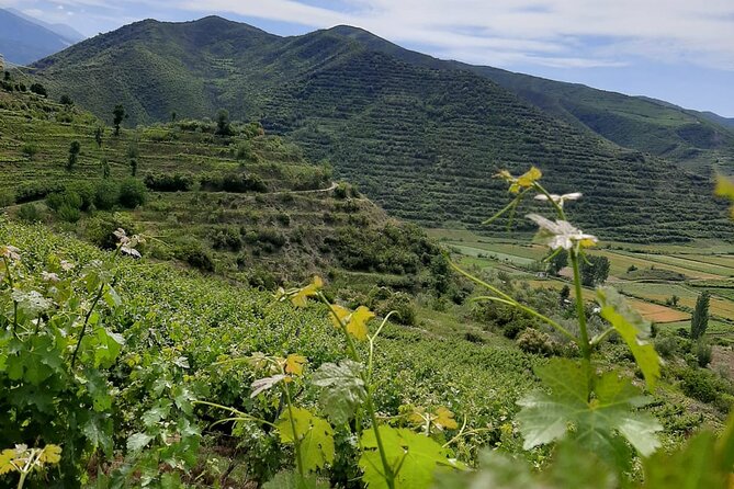 Berat 4x4 Off-Road and Vineyard Wine Tasting - Why this vineyard outing works
