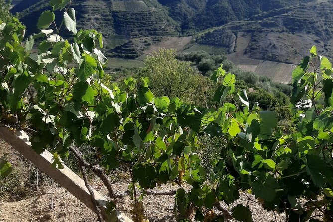 Berat 4x4 Off-Road and Vineyard Wine Tasting - Three wines, Albanian raki, and local snacks