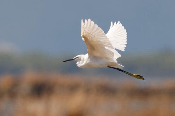 Birdwatching Experience in Narte Lagoon & Akerni Dunes - What makes this birdwatching trip worth your time