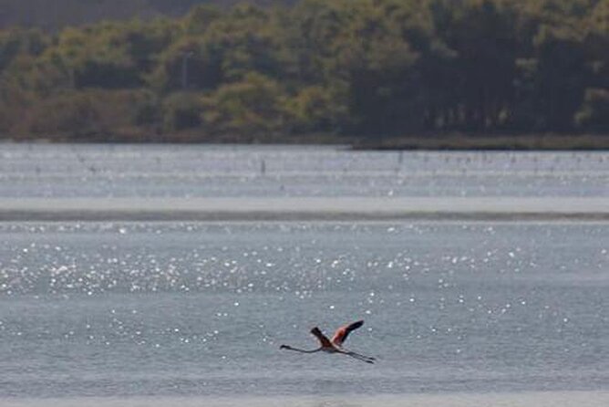 Birdwatching Experience in Narte Lagoon & Akerni Dunes - Starting in Vlore and heading toward Narta Lagoon