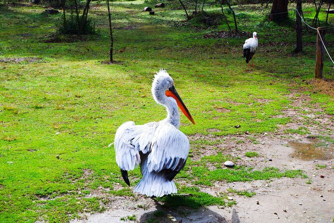 Day Tour of Berat and Karavasta Lagoon from Tirana&Durres - Practical advice for making the day easier