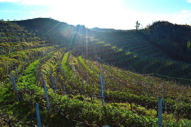 Durres & Wine Tasting Tour - Why this Tirana day trip works