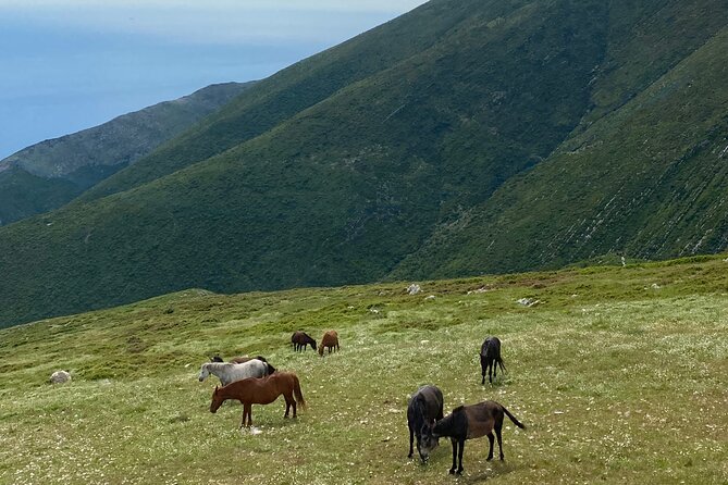 Full Day Tour from Albanian Riviera/Borsh to Dhermi and Llogara - Dhermi combines a mountain village with a newer seafront