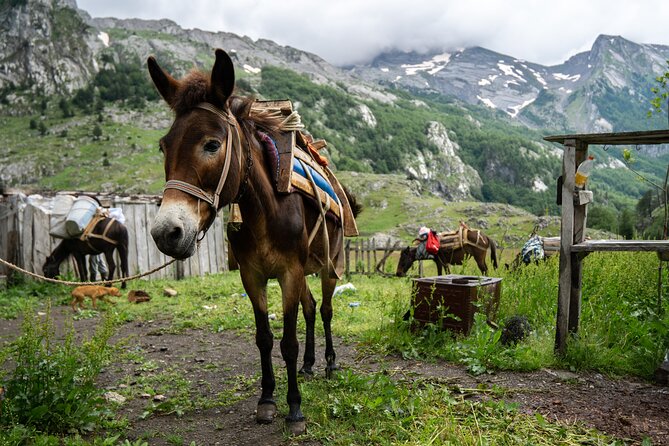 Immersive 2-Day Tour/Homestay with Shepherds in the Albanian Alps - Should you book the shepherd homestay?