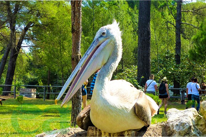 Karavasta Lagoon Adventure: Boat & Wildlife Tour from Durrës - Walking the pine forest and wooden bridge