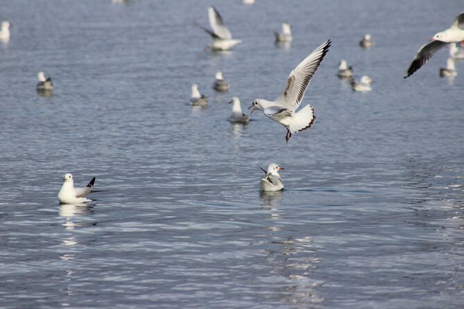 Private Birding Tour in Albania - Why this private Albanian birding tour is different