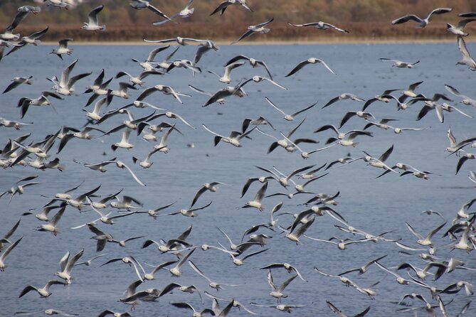 Private Birding Tour in Albania - Vjosa River, coastal salinas, and the roller colony