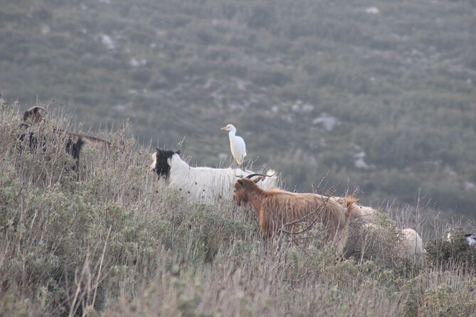 Private Birding Tour in Albania - Guides who add value in the field