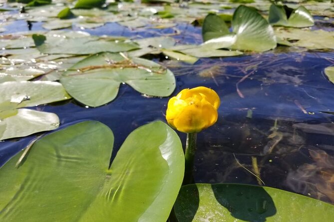 Stand Up Paddle at Skadar lake and Hiking from Valbona to Theth in 4 Days - Day 4: Paddleboarding through Skadar Lake wetlands