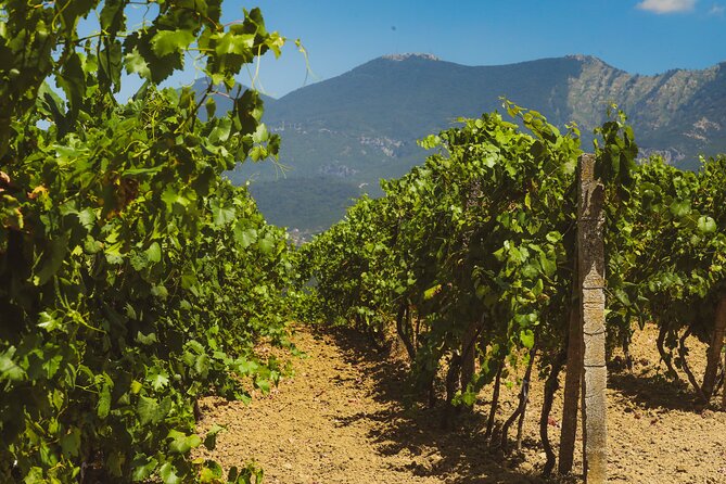 Tirana Lundra Winery Guided Tour with Wine Tasting - Practical tips for a smoother visit