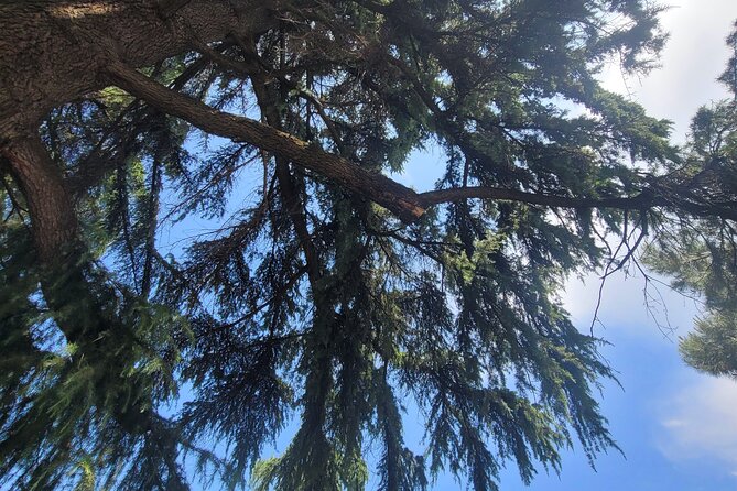 Tirana’s Communist Past: A Tasting Tour with Traditional Lunch - Mother Teresa Square and a different Albania