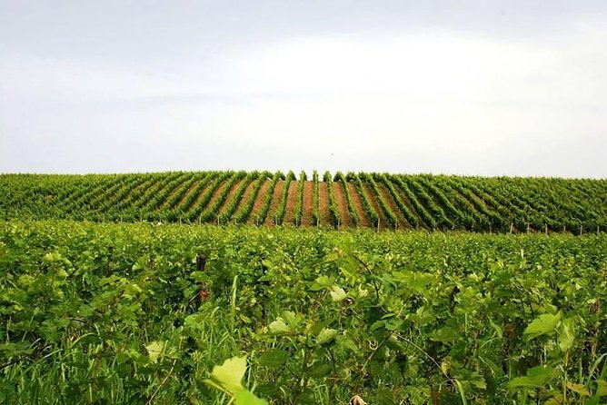 Tour of Kruja and Wine Tasting in one Day from Tirana - Who will enjoy this day most?