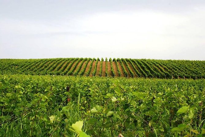 Wine tasting and Olive Oil in Tirana Surroundings - Kokomani Winery and Albanian wine in the glass