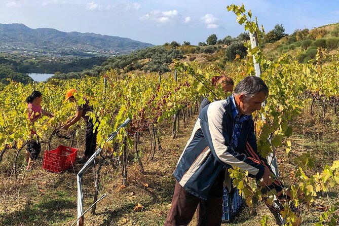 Wine Tasting & Vineyards Escape near Tirana - Leaving Tirana for the hills