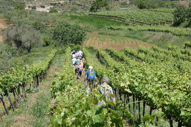 Winetasting tour in Alpeta winery - Roshnik village by 1001 Albanian Adventures - Wine, Rakija, and the Local Table