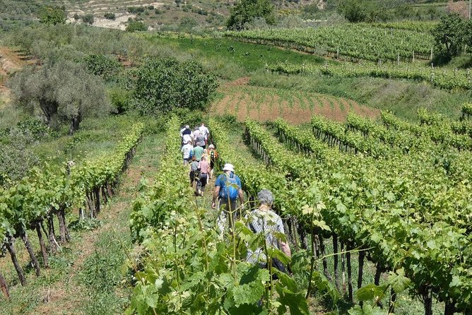 Winetasting tour in Alpeta winery - Roshnik village by 1001 Albanian Adventures - Private Transportation and Group Size